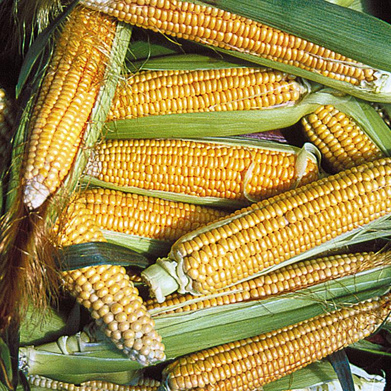 sweet corn