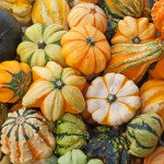 gourds_59974177