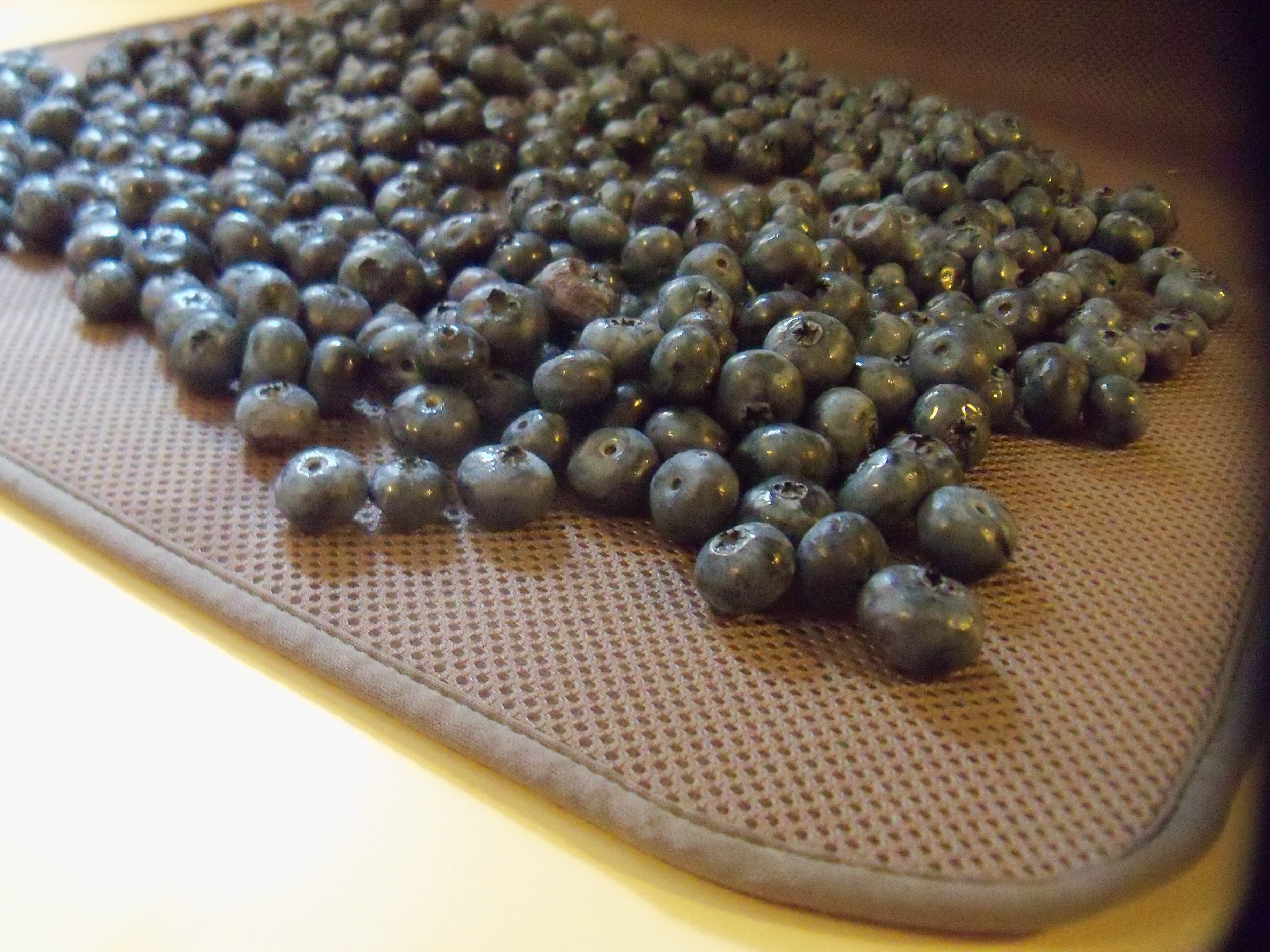 blueberries drying prior to freezing