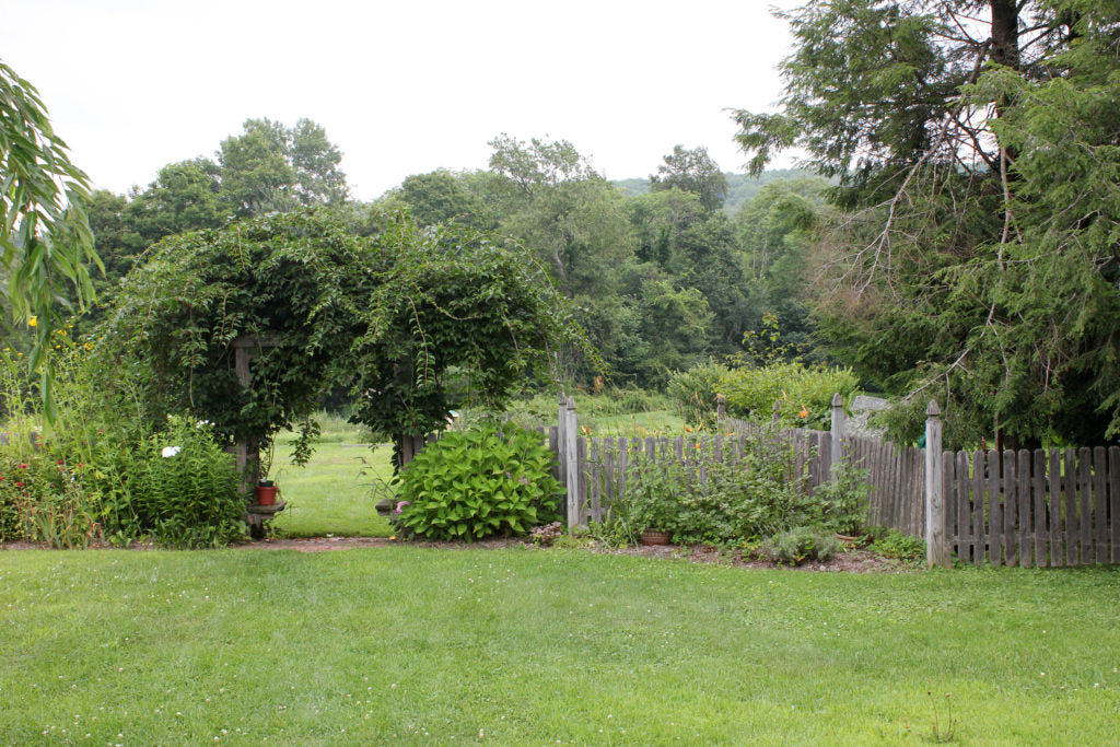 kathy H's garden