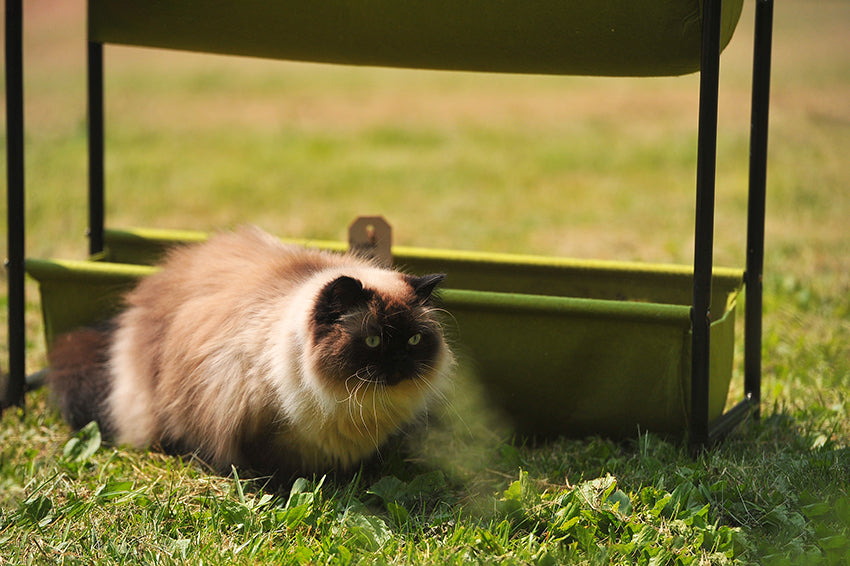 Koda by garden container in grass
