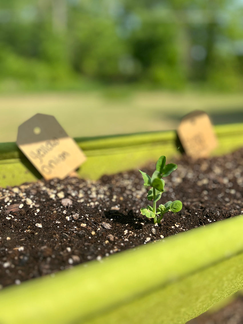 seedlings in container garden