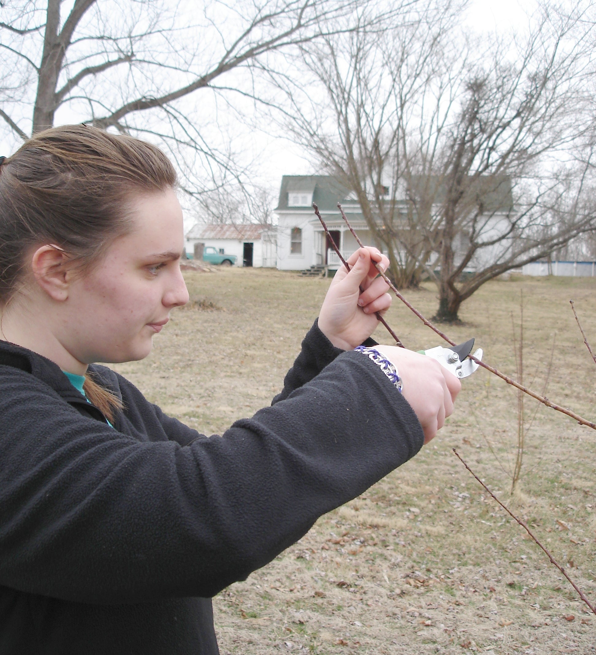 tree pruning 2