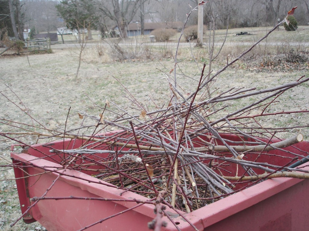 tree pruning 3
