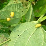 Beetles on beanleaf