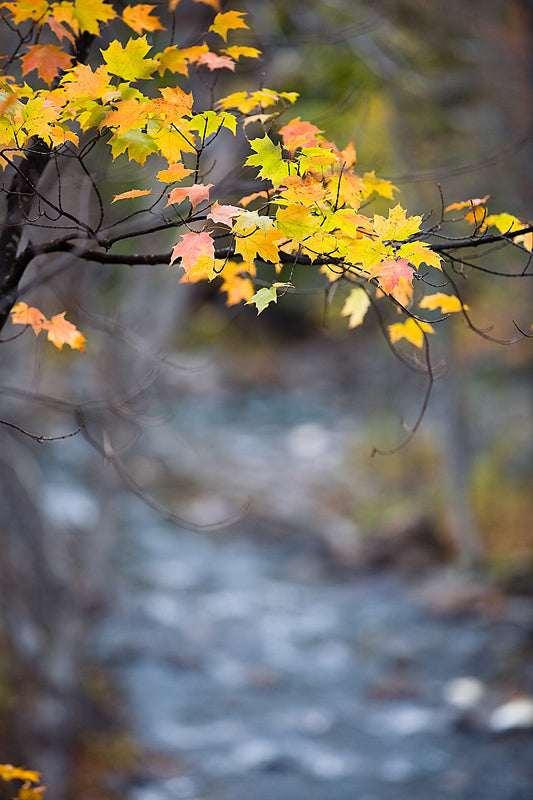 fall leaves