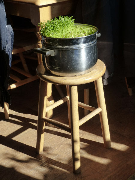 pea sprouts on stool