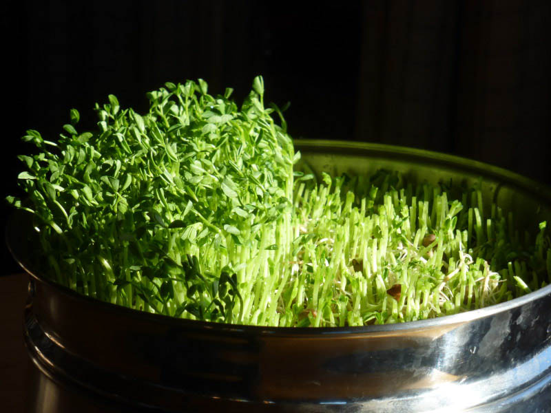 pea sprouts1