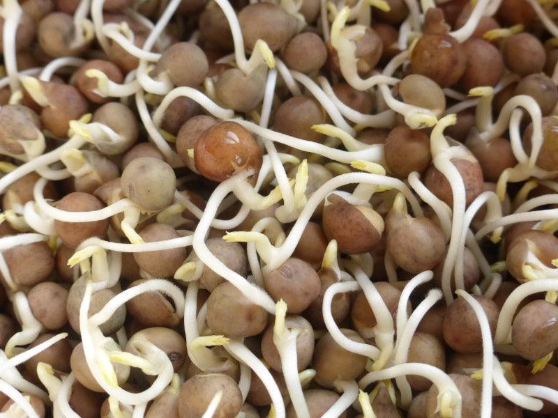 pea sprouts2
