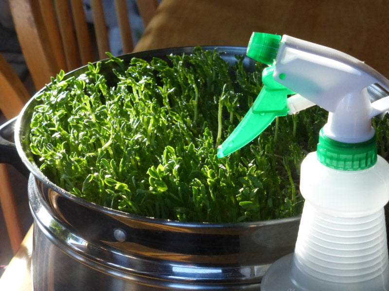 pea sprouts with sprayer