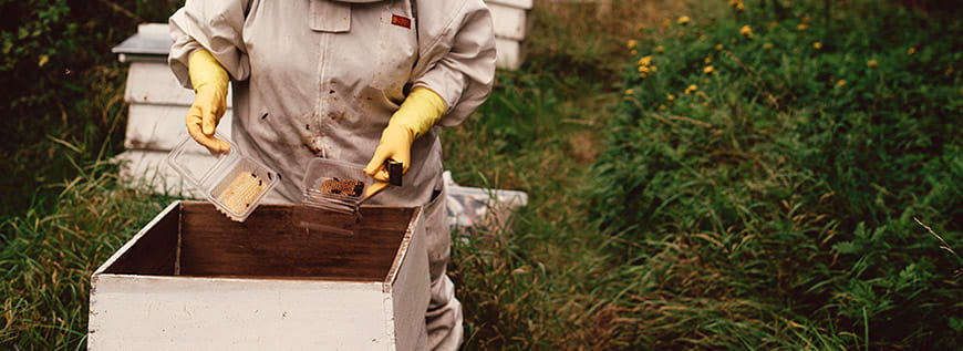 Beekeeping Supplies Lehman S,Teddy Bear Hamster Babies