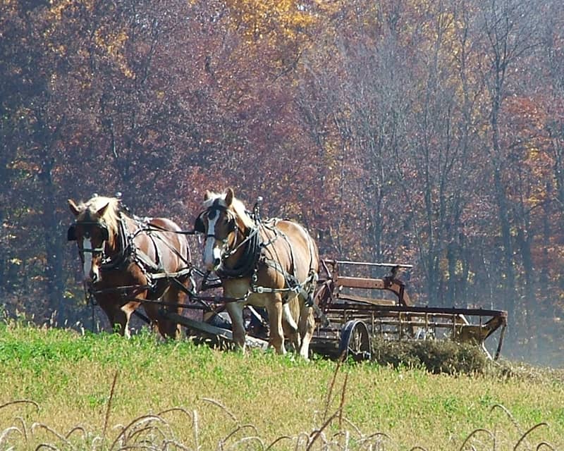 AMISH COUNTRY AUTUMN: LEAVES TOP IN WORLD