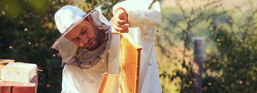 Beekeeping Tools and Gear