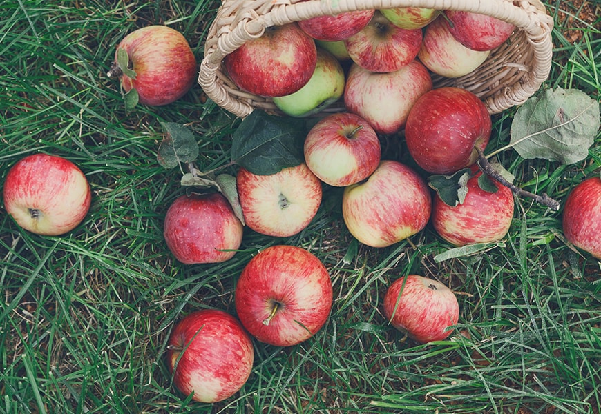 Enter to Win Over $250 in Apple Harvest Supplies!