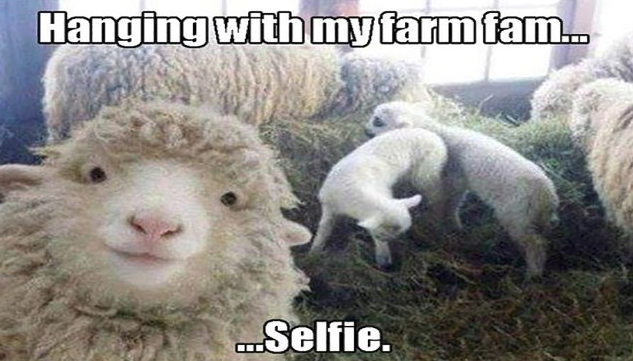 Sheep Selfie